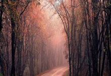 [大咖陪你看篮球]走向何方？揭秘森林狼休赛期操作.